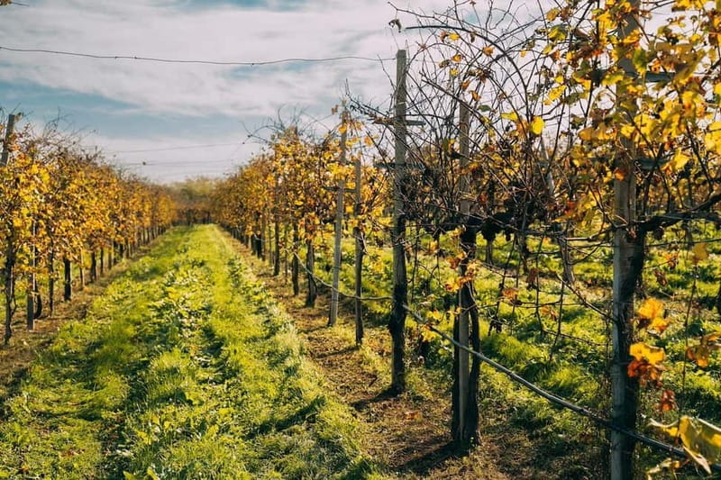From Venice: Prosecco Hills and Wine Tasting Tour - Family Wineries and a Veneto Table