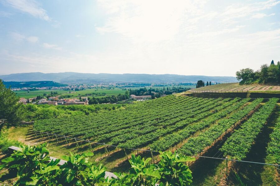 From Verona: Valpolicella and Amarone Wine Tasting Tour - The food pairings make the tastings more useful