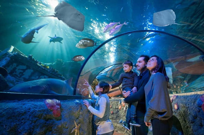 Gardaland SEA LIFE Aquarium: Open Date Entry Ticket - The tunnel and the Oceanic Tank