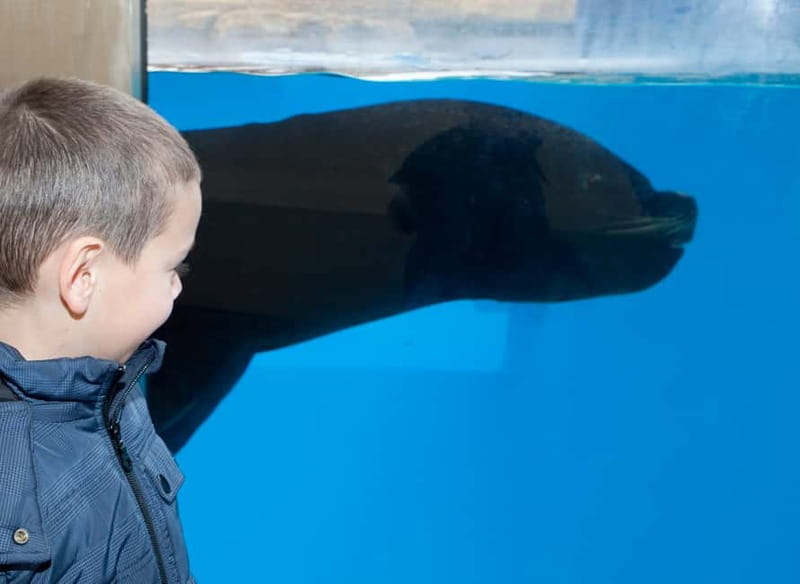 Gardaland SEA LIFE Aquarium: Open Date Entry Ticket - A hands-on corner for children
