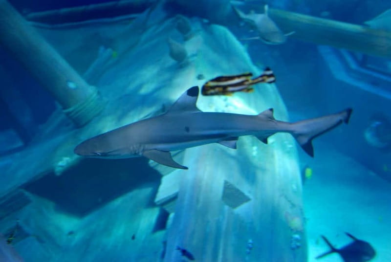 Gardaland SEA LIFE Aquarium: Open Date Entry Ticket - Who should book this aquarium?