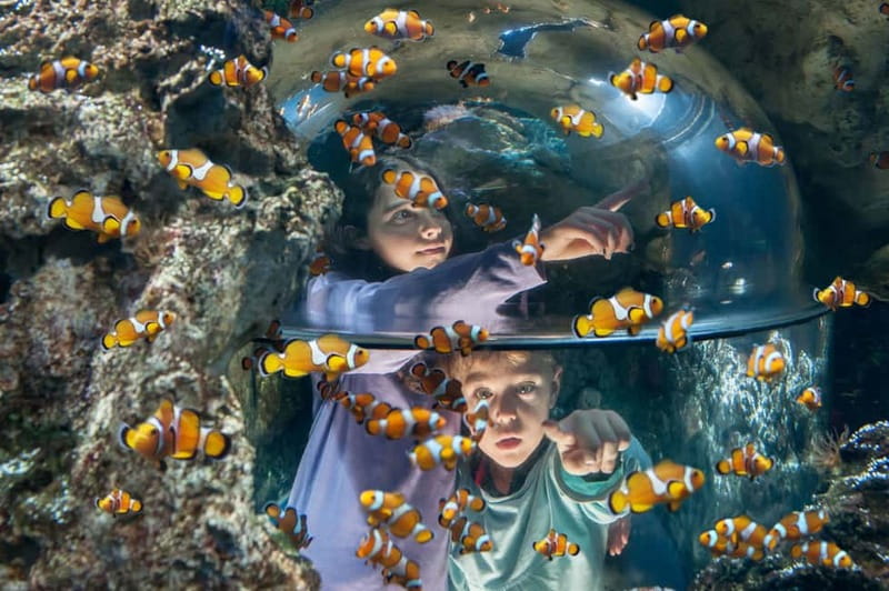 Gardaland SEA LIFE Aquarium: Open Date Entry Ticket - Sea lions and the limited presentation