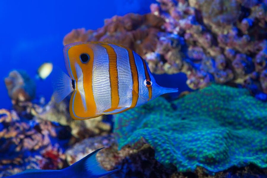 Genoa: Aquarium and FantaCinema Combined Ticket - Who will get the most from the $38 price