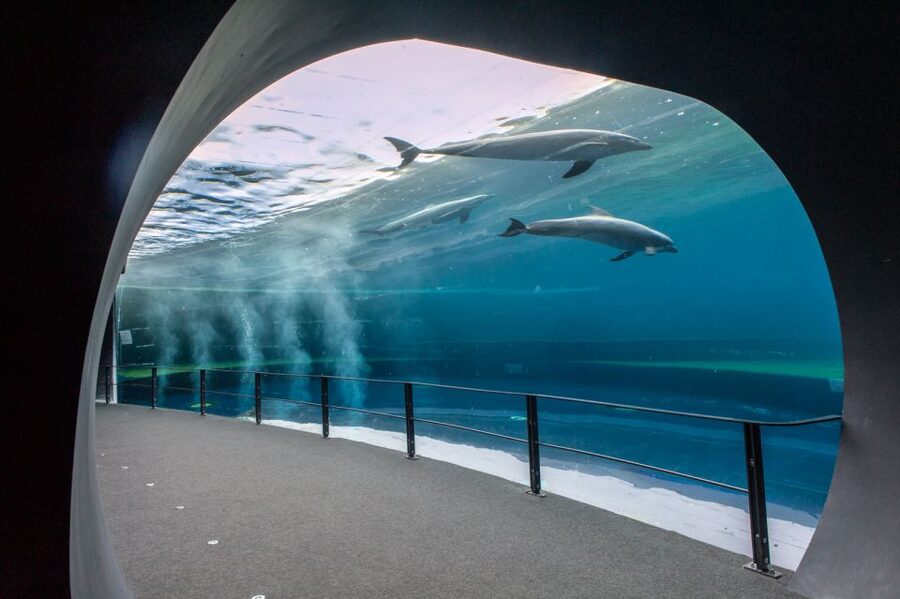 Genoa: Aquarium & Christopher Columbus' House Entry Tickets - What to expect inside the 70 aquarium exhibits