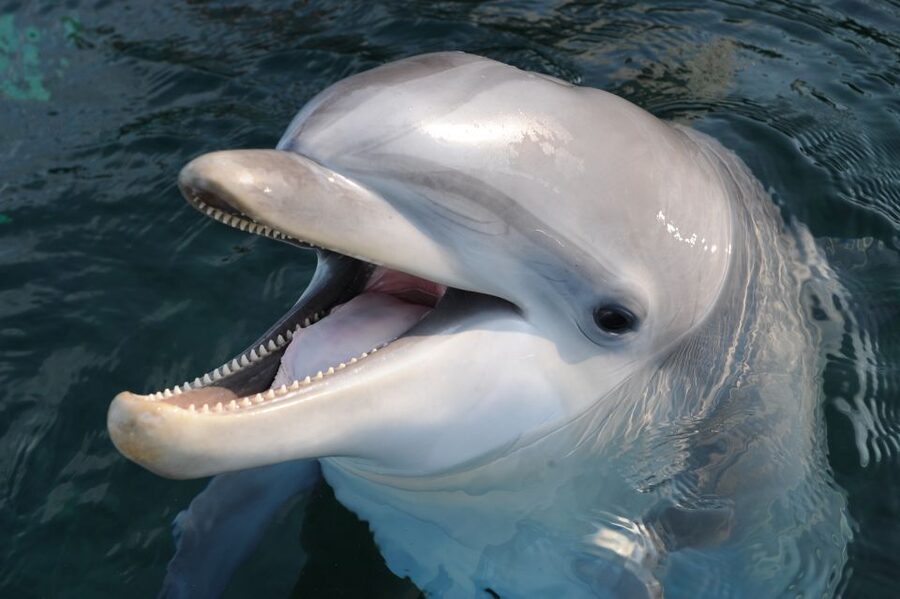 Genoa: Aquarium of Genoa & City of Children and Youth Ticket - Starting at the City of Children and Youth