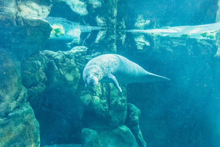 Genoa: Aquarium of Genoa Entry Ticket - Practical tips for a smoother visit