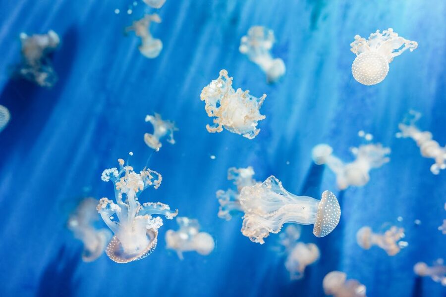 Genoa: Aquarium of Genoa Entry Ticket - Why Genoa Aquarium is worth your time