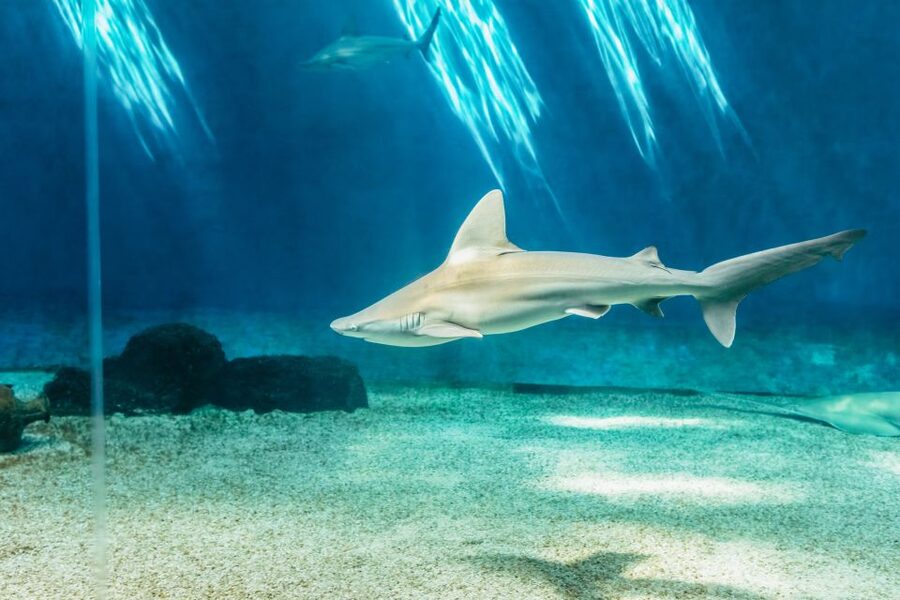 Genoa: Aquarium of Genoa Entry Ticket - Timing, queues, and ticket value