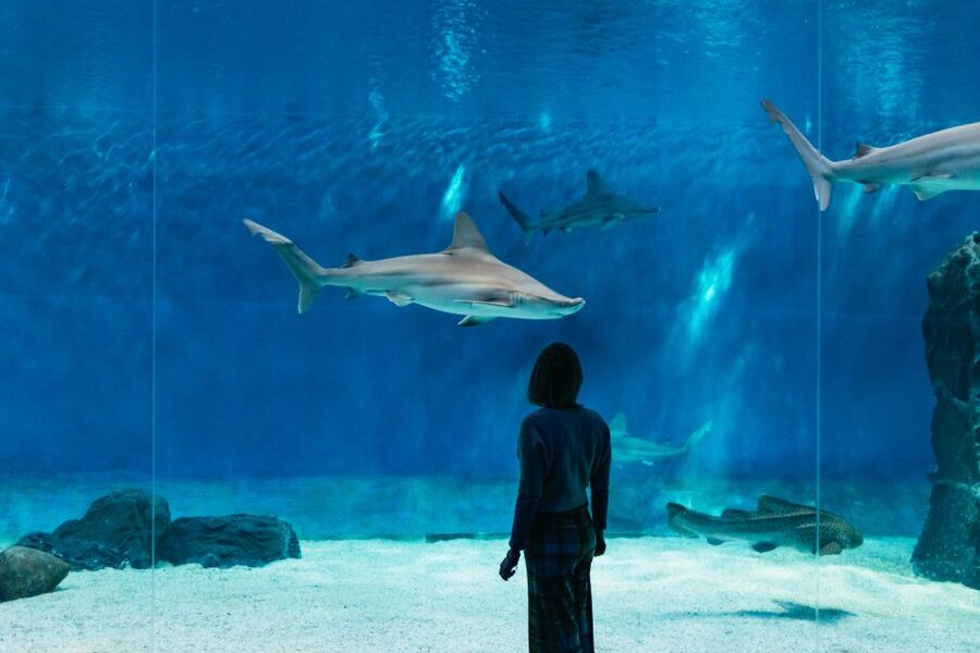 Genoa: Aquarium of Genoa with Lunch - Key points to know before you go