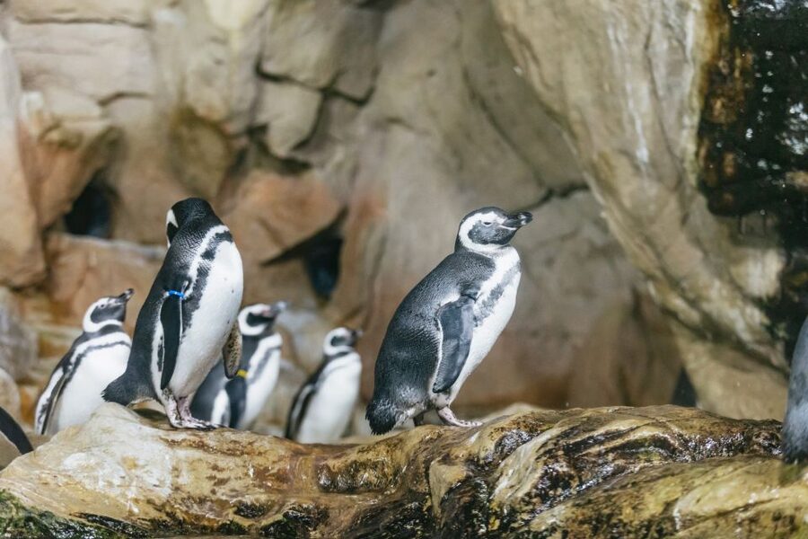 Genoa: Aquarium of Genoa with Lunch - What your Aquarium of Genoa day actually includes