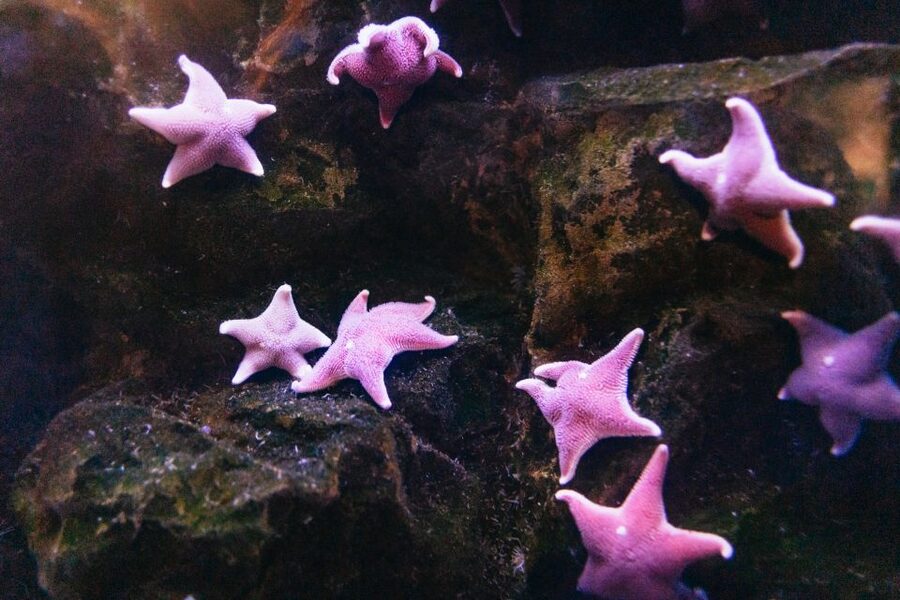 Genoa: Aquarium of Genoa with Lunch - Why the Tender Café lunch is useful