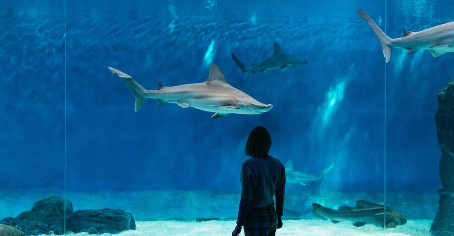 Genoa: Aquarium of Genoa with Lunch - Choosing the right time for the aquarium
