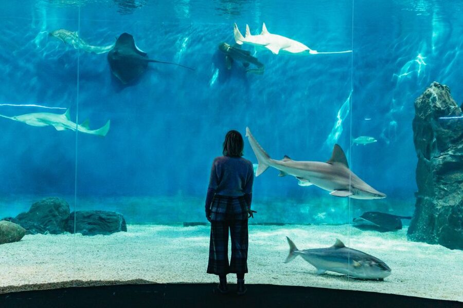 Genoa: Aquarium of Genoa with Lunch - The marine exhibits worth planning around