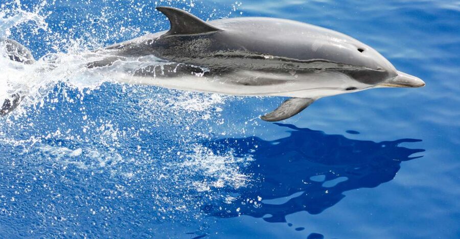 Genoa: Cetacean Watching Cruise with Marine Biologist Guide - Why the Pelagos Sanctuary Makes This Trip Special