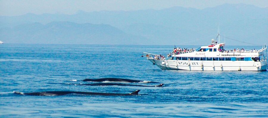 Genoa: Cetacean Watching Cruise with Marine Biologist Guide - Comforts, Costs, and the Long Wait