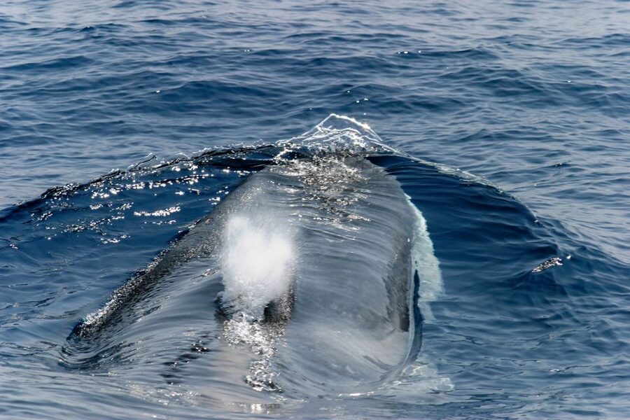 Genoa: Cetacean Watching Cruise with Marine Biologist Guide - The Introductory Briefing Before You Search