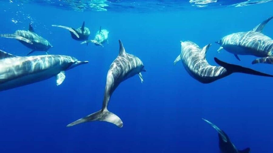 Giardini Naxos: Semi-Submarine Tour to Isola Bella - What the Nemo Sub experience is really like