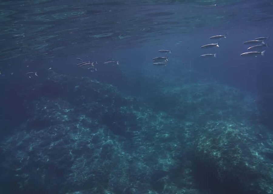 Giardini Naxos: Taormina & Isola Cruise Bella with Aperitif - Dolphins, film sites, and views from the water