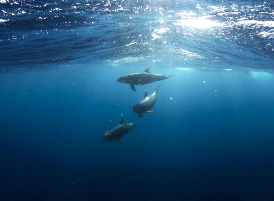 Golfo Aranci: Dolphin Watching and Snorkeling Boat Tour - Key points to know before booking