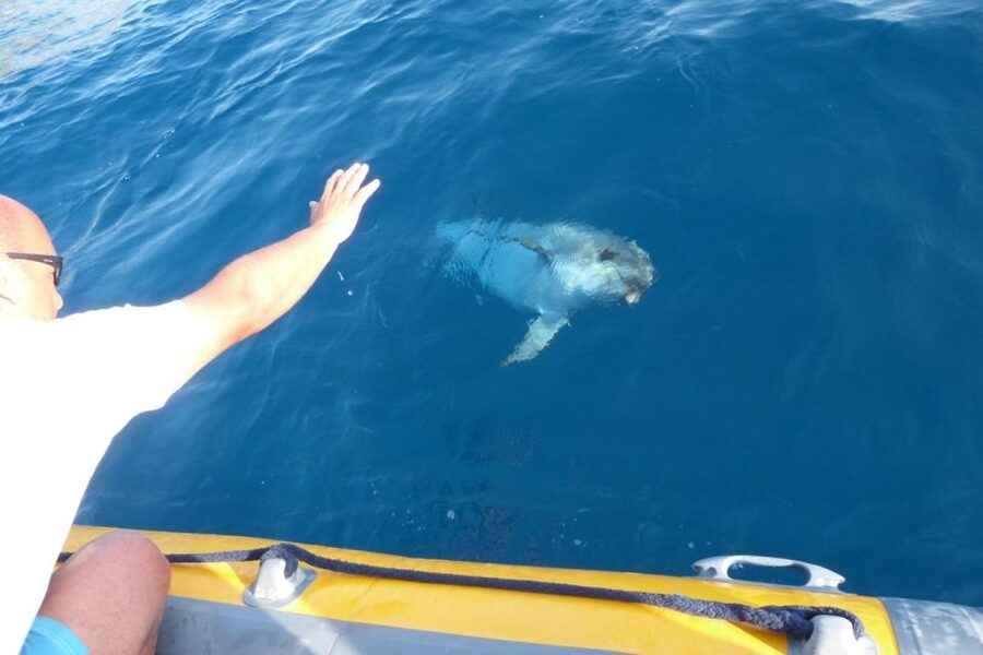 Golfo Aranci: Dolphin Watching and Snorkeling Boat Tour - Is $82 a fair price?