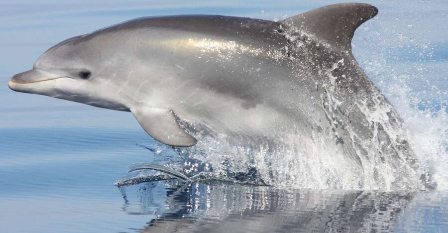 Golfo Aranci: Eco-Friendly Dolphin Watching Boat Trip - Finding dolphins off Figarolo island