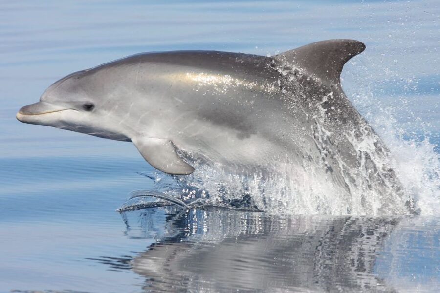 Golfo Aranci: Eco-Friendly Dolphin Watching Boat Trip - The small boat is a strength, with one small tradeoff