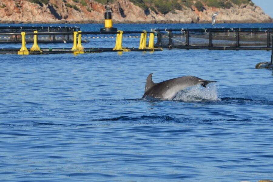Golfo Aranci: Eco-Friendly Dolphin Watching Boat Trip - How much value do you get for $41?