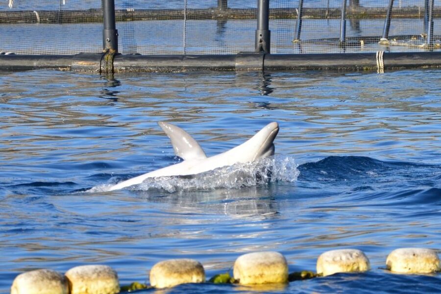 Golfo Aranci: Eco-Friendly Dolphin Watching Boat Trip - Practical advice before you go