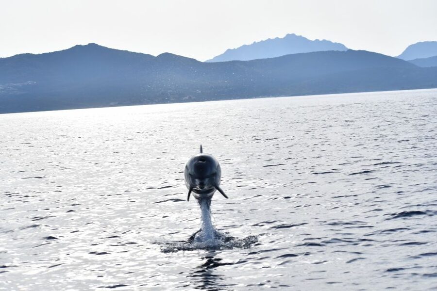 Golfo Aranci: Eco-Friendly Dolphin Watching Boat Trip - What the 1.5-hour itinerary feels like
