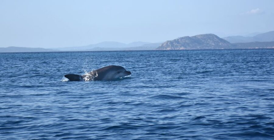 Golfo Aranci: Kayak Tour with Dolphins and Aperitif - Who will enjoy this most