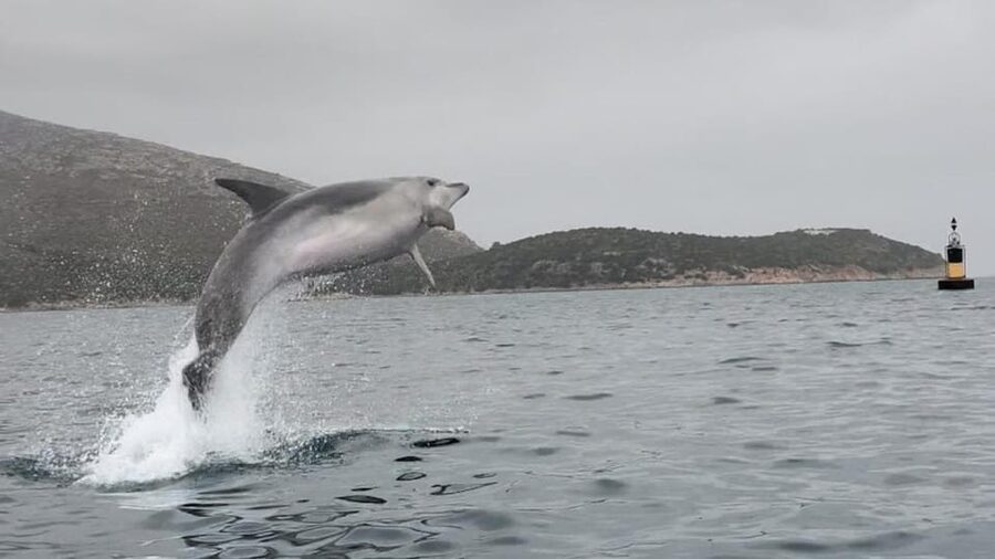 Golfo Aranci: Small group Kayak tour with Aperitif &dolphins - Who will enjoy this kayak trip most