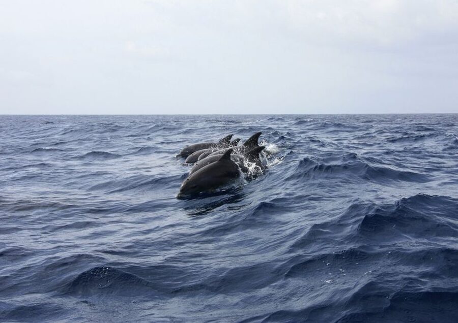 Golfo Aranci: Tavolara and Molara Snorkeling Dinghy Tour - What the $79.30 price really covers