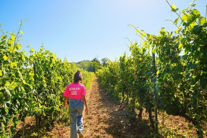 Half day Chianti Vineyard Escape from Florence with Wine Tastings - Cellars, vineyards, and the winemaking lesson