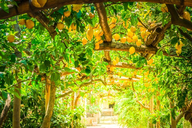 Hands-On Cooking Class & Farmhouse Tour on the Amalfi Coast - Who will enjoy this Amalfi experience most?