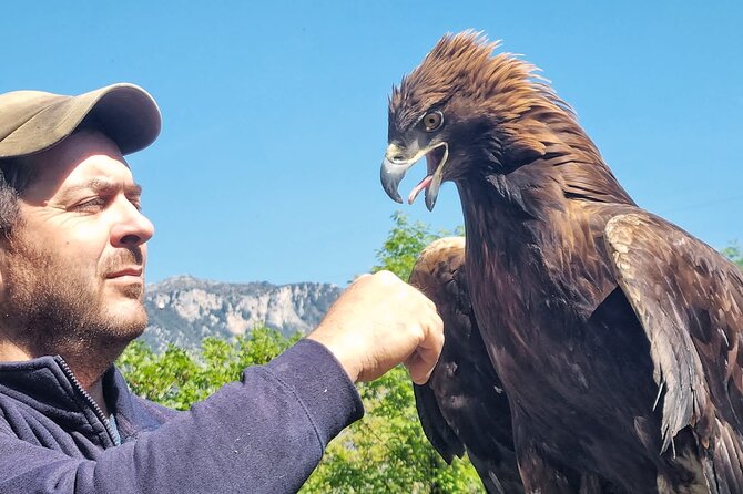Interactive Educational Course on Birds of Prey - A Close Look at Pollino’s Birds of Prey