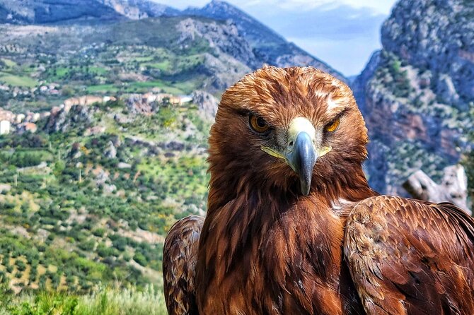 Interactive Educational Course on Birds of Prey - Roberto’s Approach to Falconry