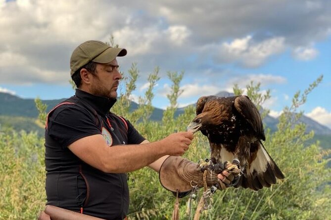 Interactive Educational Course on Birds of Prey - The Pollino Mountain Setting Near Civita