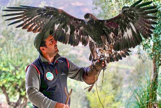 Interactive Educational Course on Birds of Prey - Who Should Book This Activity?