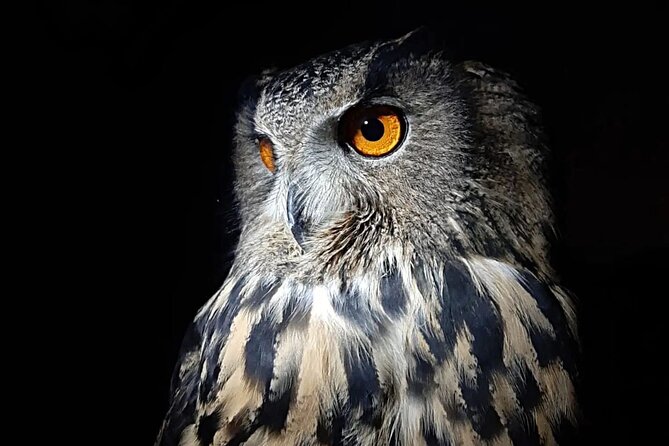 Interactive Educational Course on Birds of Prey - Meeting the Five Raptors