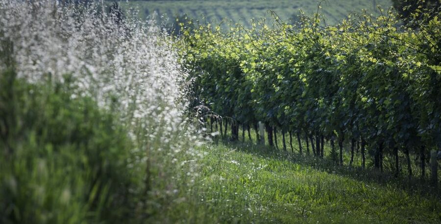 Lake Garda: Wine Tour and Tasting Experience in Bardolino - FAQ