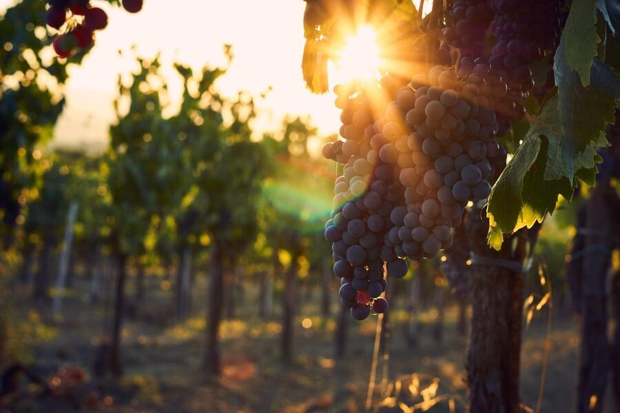 Lake Garda: Wine Tour and Tasting Experience in Bardolino - Why the views add real value