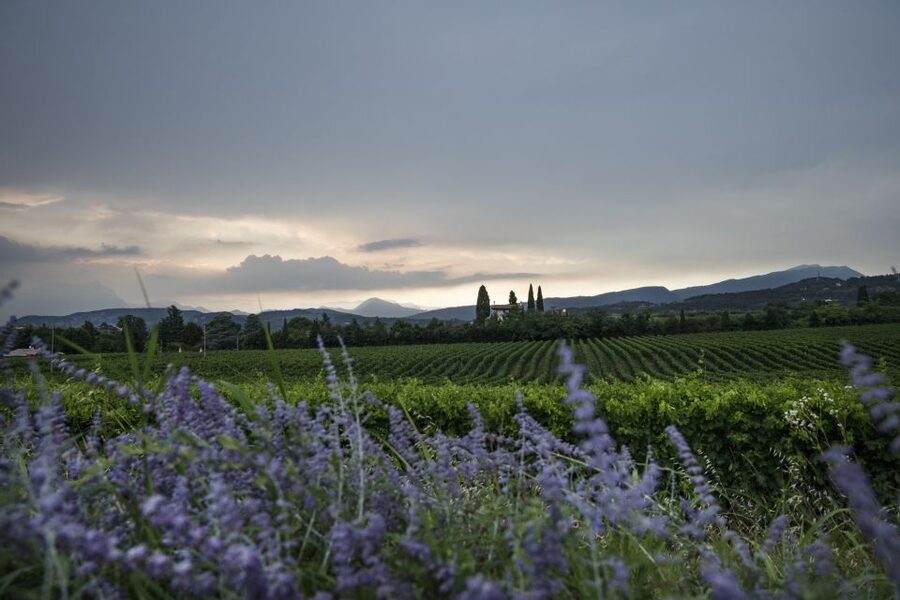 Lake Garda: Wine Tour and Tasting Experience in Bardolino - Who will enjoy this Bardolino wine tasting