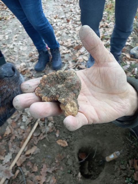 Langhe: Truffle Hunting Experience - Key points to know before you book