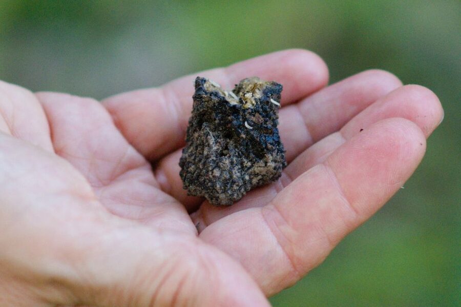 Langhe: Truffle Hunting Experience - Why this truffle hunt feels different from a tasting alone