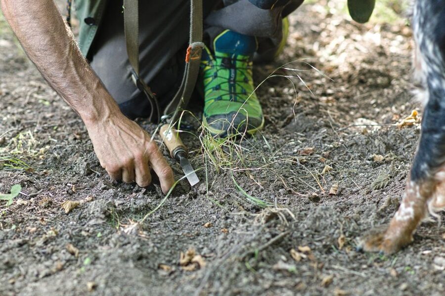 Langhe: Truffle Hunting Experience - A short walk with a real chance of finding truffles