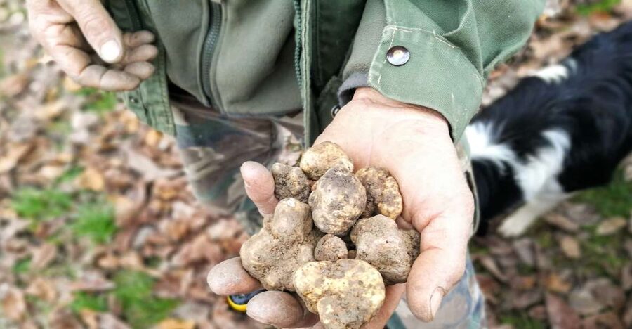 Langhe: Truffle Hunting Experience - White and black truffles, and why the season matters