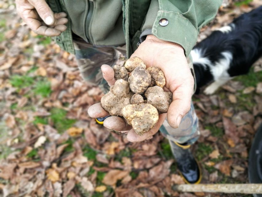 Langhe: Truffle Hunting Experience - What the guides add to the morning