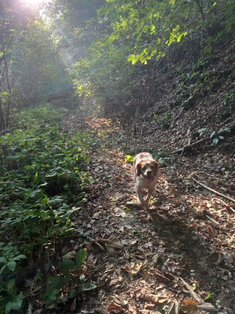 Langhe: Truffle Hunting Experience - Practical comfort, mud, and mobility