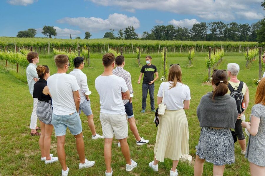 Lazise: Winery Tour with Garda Wines and Food Tasting - A relaxed pace, with room for questions