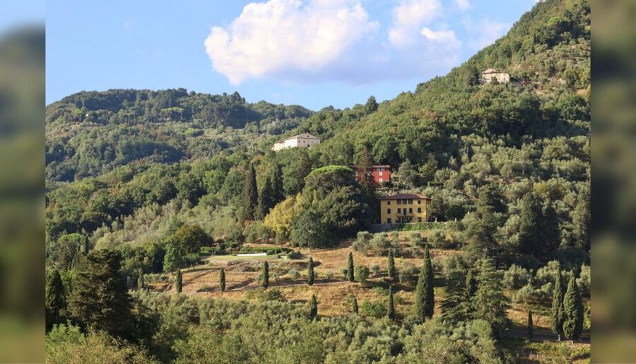 Lucca: Guided Winery Tour with Wine Tasting - Should you book Tenuta Adamo?